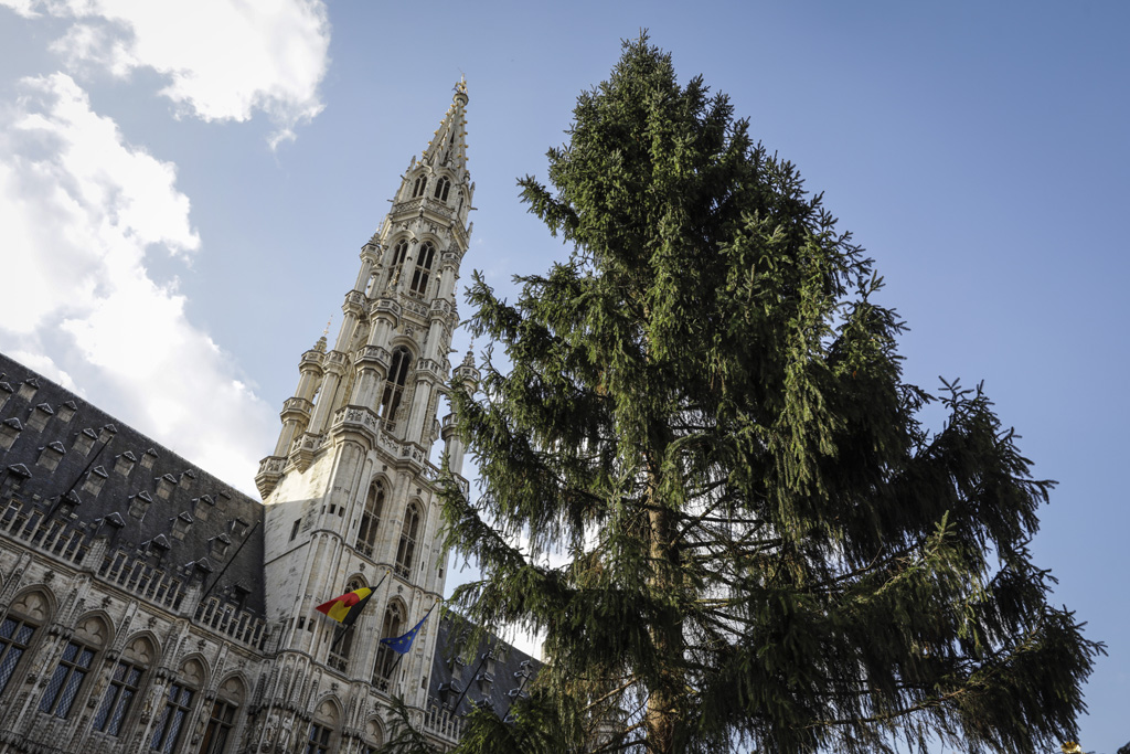 Die Grand'Place schmückt dieses Jahr ein Weihnachtsbaum aus Eupen (Bild: Thierry Roge/Belga)