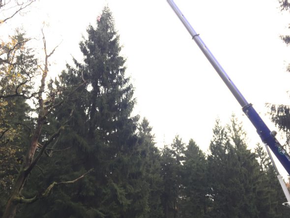 Tanne aus dem Hertogenwald wird Weihnachtsbaum auf der Grand'Place (Bild: Anne Kelleter)
