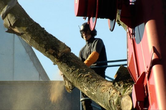 Buche am Kloster Heidberg gefällt