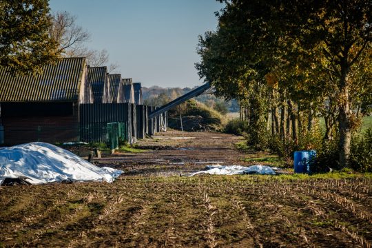 Eierproduzent Pyfferoen in Hertsberge, Wingene (Bild: Kurt Desplenter/Belga)