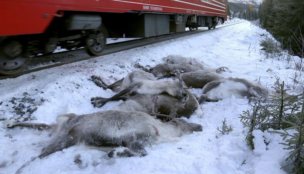 Mehr als 100 Rentiere sind in Norwegen innerhalb weniger Tage von Güterzügen überfahren worden