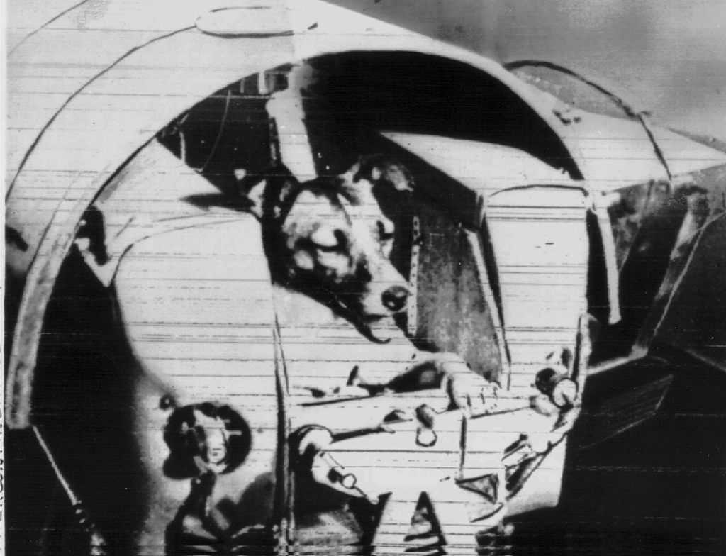 1957 flog der Hund Laika ins All