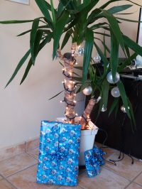 Weihnachtspalme statt Weihnachtsbaum bei Caro auf Fuerteventura (Bild: privat)