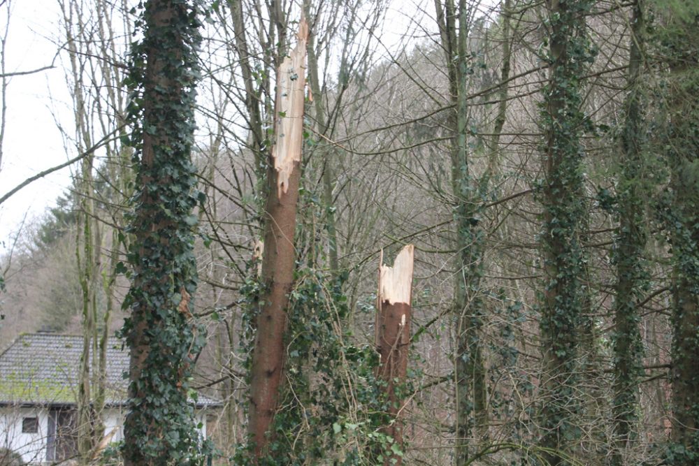 Sturmschäden in Ostbelgien (Bild: Jean-Marc Vanheren/BRF)