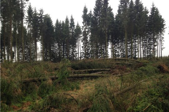 Wald (Archivbild: Michaela Brück/BRF)
