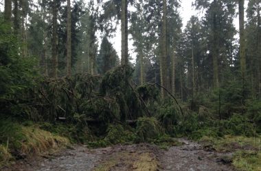 Windbruch im Eifeler Wald (Bild: Michaela Brück/BRF)