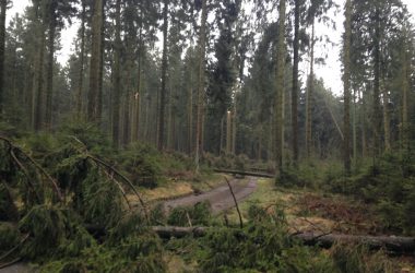 Windbruch im Eifeler Wald (Bild: Michaela Brück/BRF)