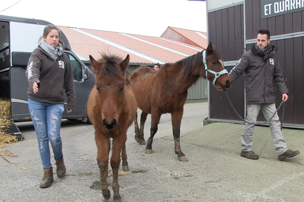 Beschlagnahmte Pferde aus Hauset (Bild: BRF Fernsehen)