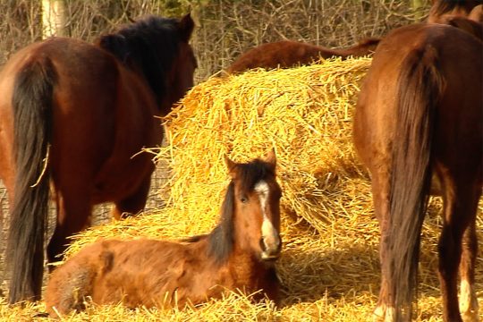 Gemeinde Raeren verbietet illegale Pferdezucht in Hauset