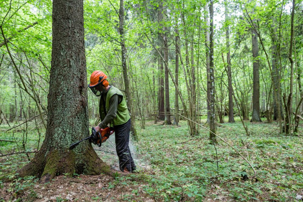 Fällarbeiten im Bialowieza-Wald (Bild: Wojtek Radwanski/AFP)