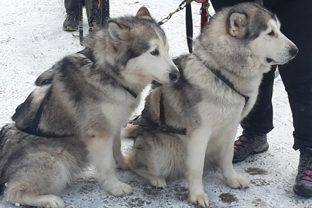 Schlittenhunderennen in Rodt (Bild: Rudi Schroeder/BRF)