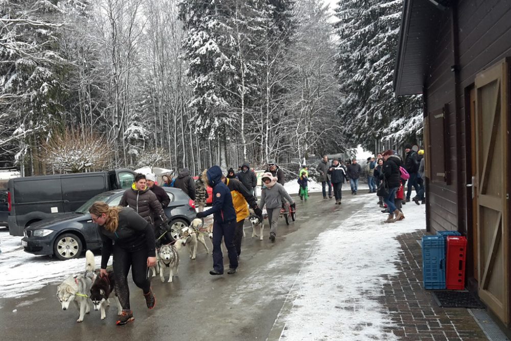 Schlittenhunderennen in Rodt (Bild: Rudi Schroeder/BRF)