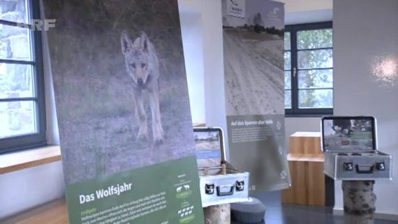 Rückkehr des Wolfes: Ausstellung in Vogelsang (Bild: BRF Fernsehen)