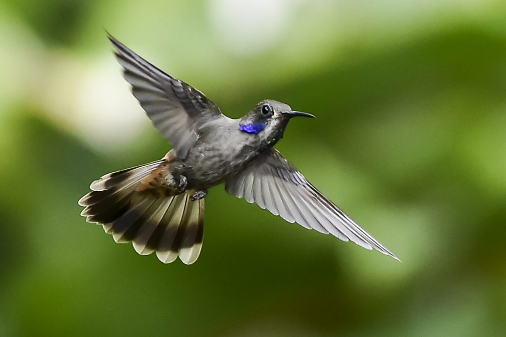 Kolibri