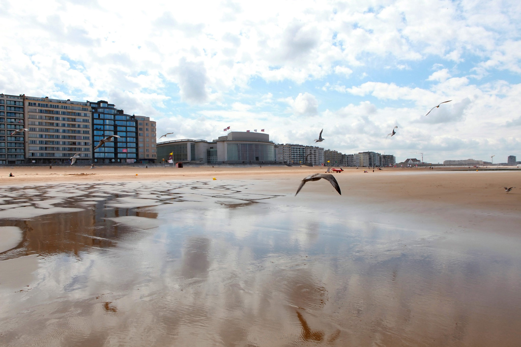 Möwen am Strand von Ostende (Bild: Bas Bogaerts/Belga)