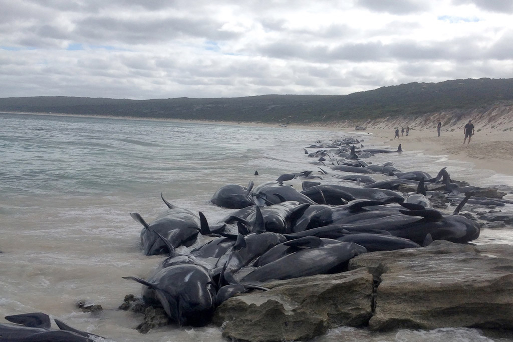 Mehr als 150 Wale an Ausraliens Westküste gestrandet (Bild vom 22. März 2018)