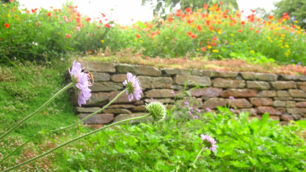 Trockenmauer in Auel