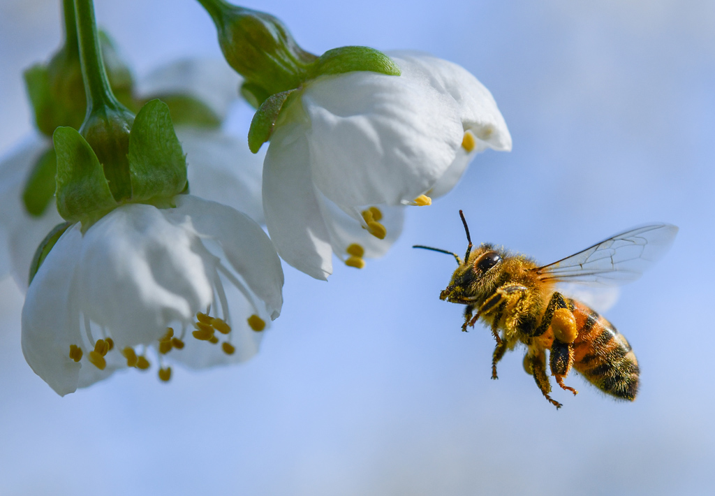 Biene beim Pollensammeln (Bild: Patrick Pleul/AFP)