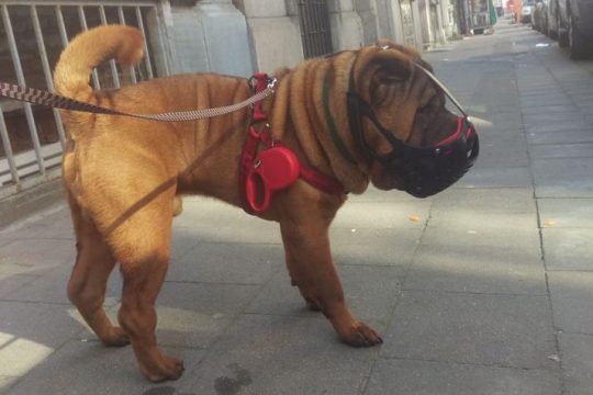 Kampfhund aus Eynatten konnte eingefangen werden