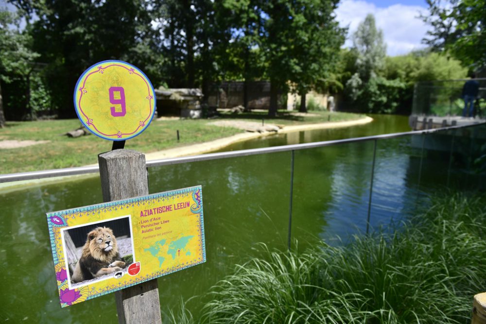 Löwengehege im Tierpark von Planckendael (Bild: Laurie Dieffembacq/Belga)