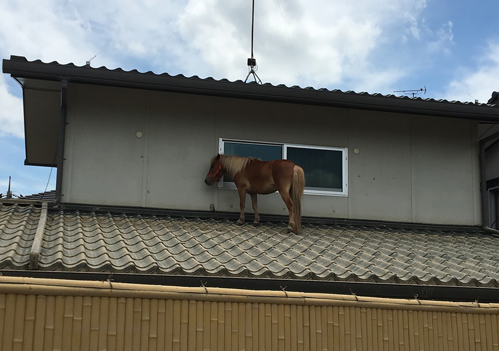 Pferd auf Dach