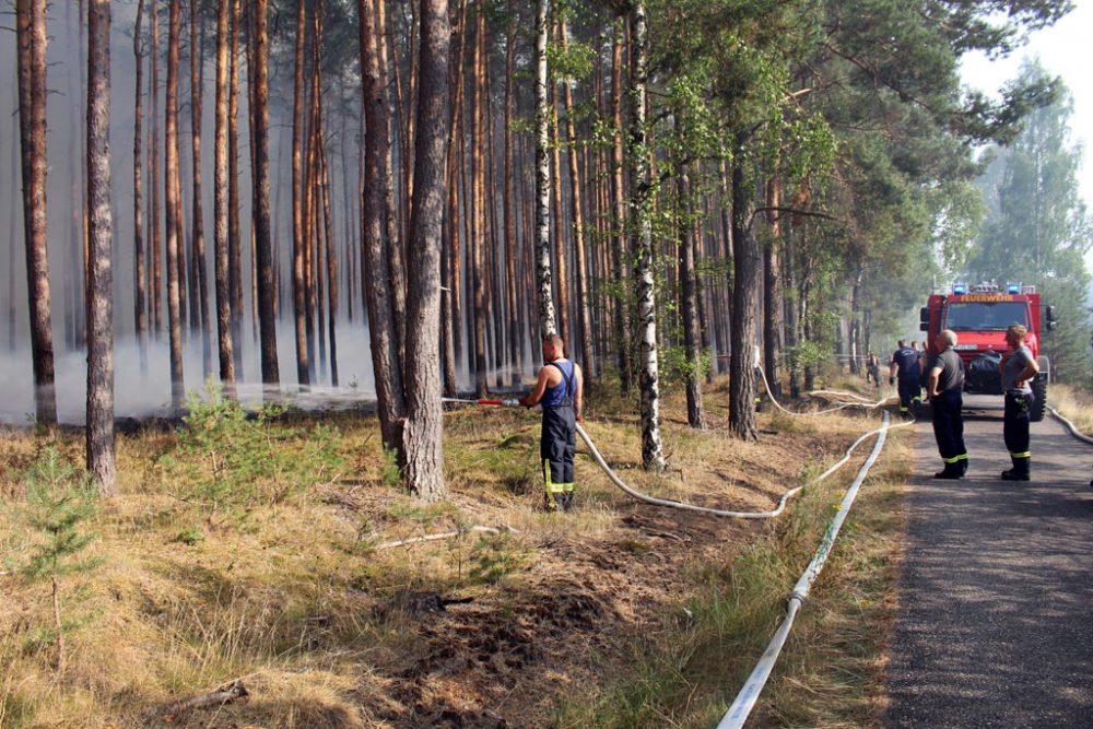 Waldbrand in Potsdam