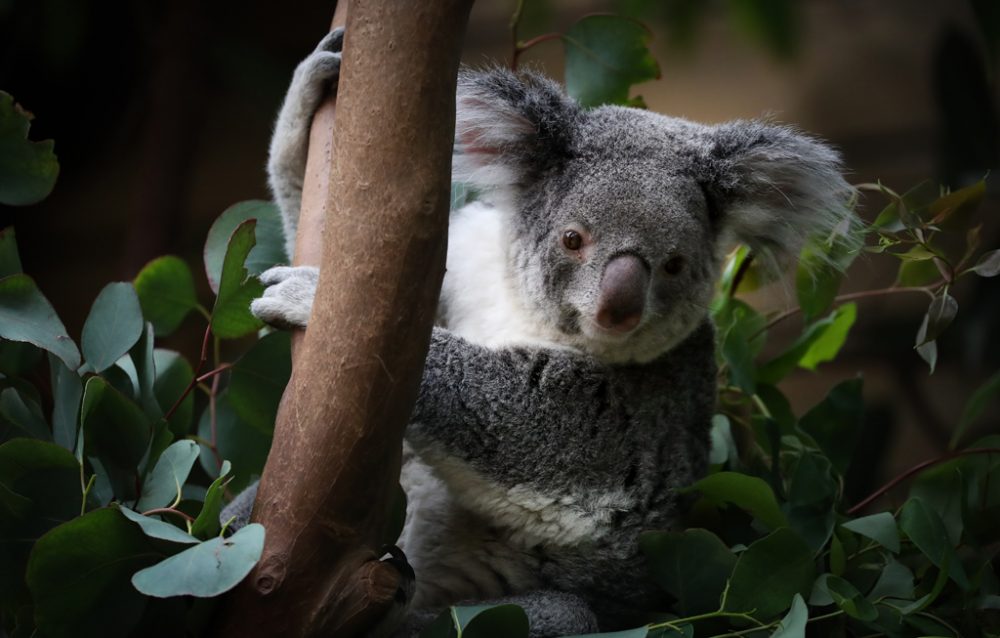 Coco ist die letzte überlebende Koalabärin im Tierpark Pairi Daiza (Bild: Virgnie Lefour/Belga)