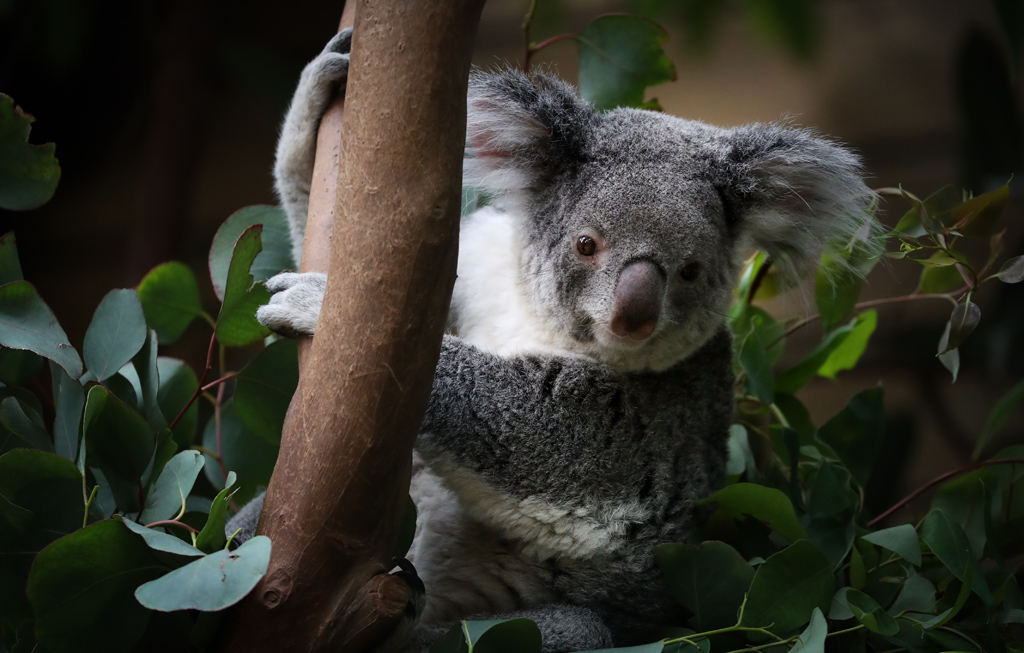 Coco ist die letzte überlebende Koalabärin im Tierpark Pairi Daiza (Bild: Virgnie Lefour/Belga)