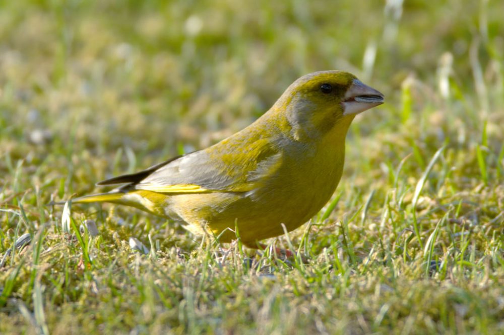 Grünfink (Bild: Gerhard Reuter/Aves-Ostkantone)