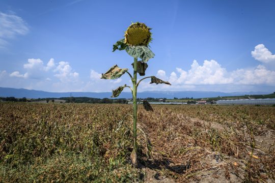 Verdörrte Sonnenblume auf vertrocknetem Feld