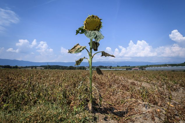 Die große Hitze ist erstmal vorbei, aber die Dürre hat Spuren hinterlassen (Illustrationsbild: Fabrice Coffrini/AFP)