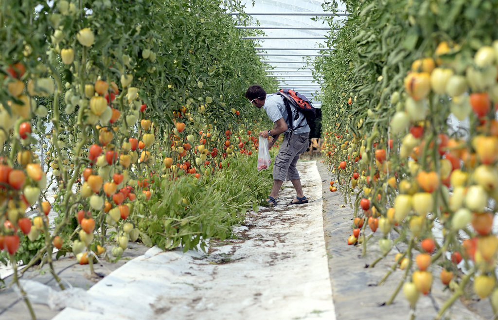 Tomaten (Archivbild: Eric Lalmand/Belga)