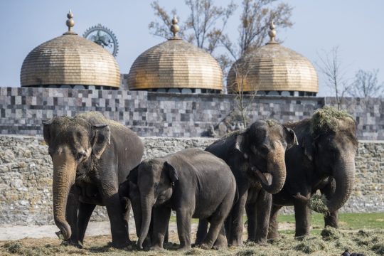 Elefanten im Park Pairi Daiza