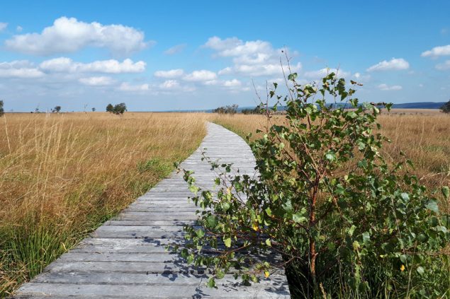 Das Hohe Venn im Frühherbst (Bild: Toni Wimmer/BRF)