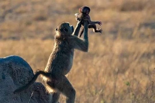 "Monkey King" von Fotografin Dafna Ben Nun