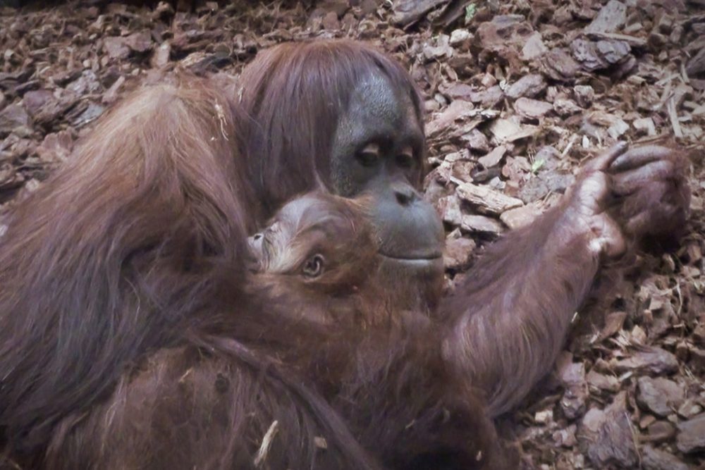 Orang-Utan-Junge in Pairi Daiza geboren