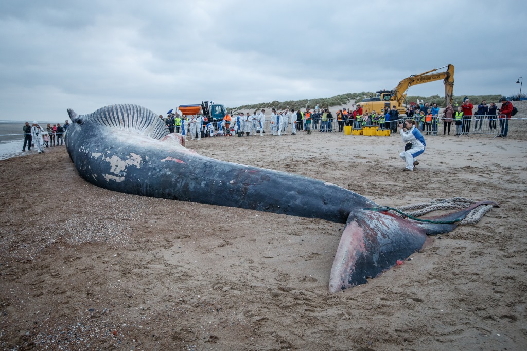 Toter Wal Am Strand Von De Haan Brf Nachrichten 