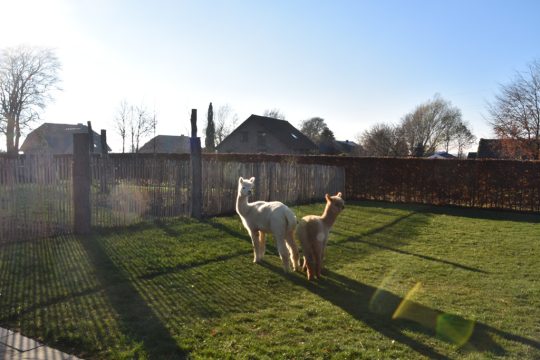 Bild: Chantal Scheuren/BRF