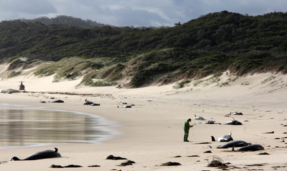 Mehr als zwei Dutzend Wale in Australien gestrandet