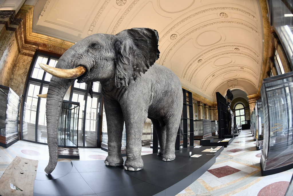 Elefant in einer Halle des Museums