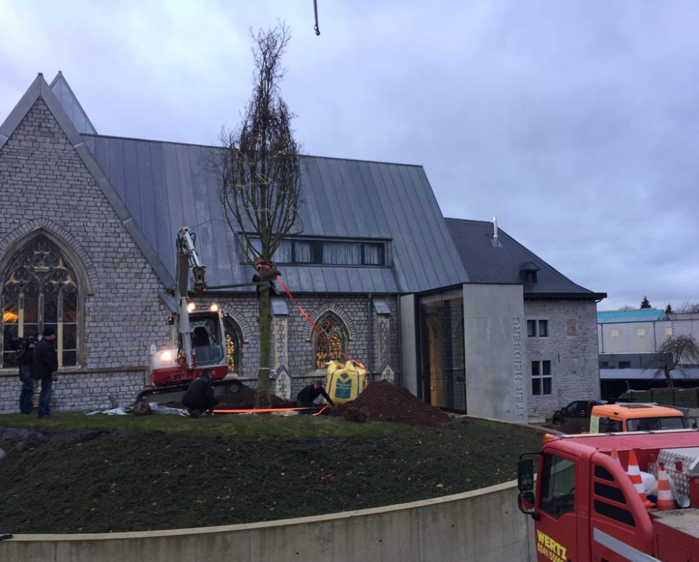 Neue Winterlinde schmückt Kloster Heidberg (Bild: Anne Kelleter/BRF)