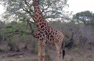 Giraffe im Krüger Nationalpark (Bild: Sven Palm)