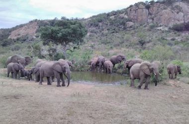 Elefanten an einem Wasserloch im Krüger Nationalpark (Bild: Sven Palm)