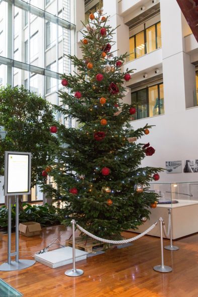 Weihnachtsbaum im flämischen Parlament stammt aus Raeren