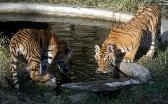 Tiger -Bild: EPA/ Narendra Shrestha