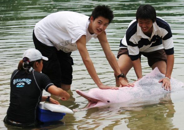 Pinker Delfin - Bild: Epa/How