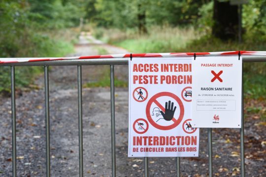 Afrikanische Schweinepest