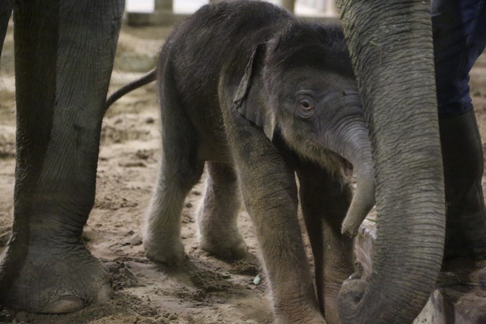 Wieder Elefantenbaby in Pairi Daiza