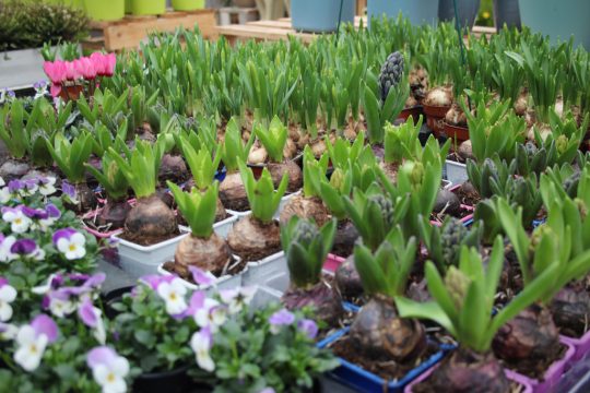 "Immergrün" in Bütgenbach (Archivbild: Lena Orban/BRF)