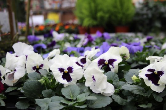 Bild: Lena Orban/BRF